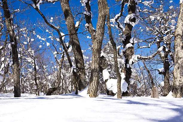 snow on tree-trunks and blue sky(Taebaeksan)