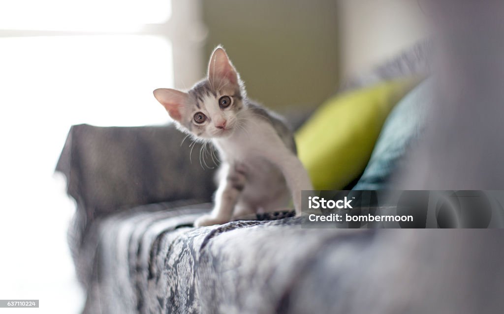 Chat bébé - Photo de Chat domestique libre de droits