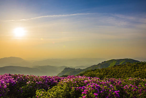 istock Flowers bloomed in the mountains and sunright 637110384