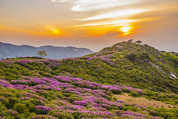 istock Flowers bloomed in the mountains and sunrise 637110428