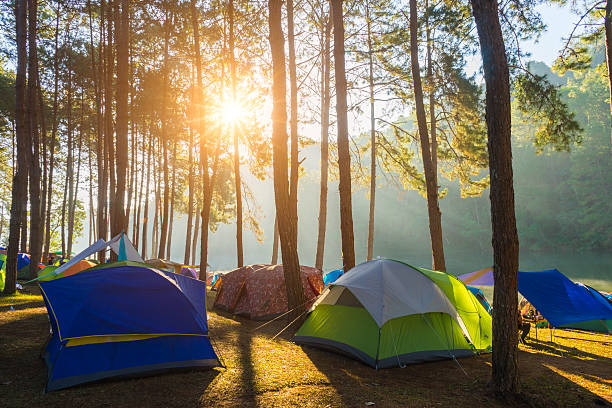 istock Camping and tent under the pine forest in sunrise 637111258