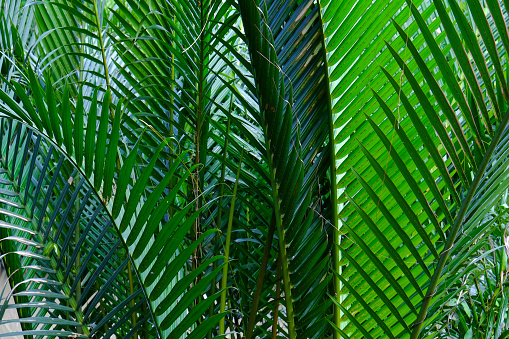 Fresh green fronds of a potted Kentia palm plant growing in a small white container against a grunge gray wall in side view