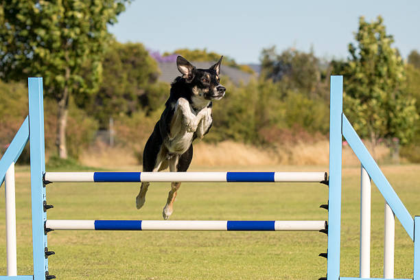 istock Agility dog Leaping a Jump 637113088