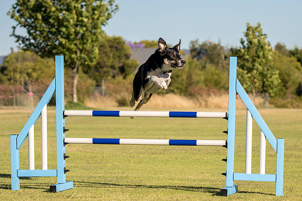 istock Agility Dog Leaping a Jump 637113808