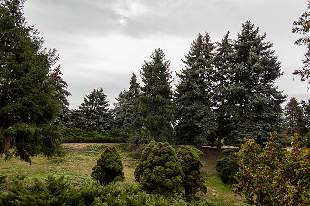 istock Green spruce in the forest 637115462
