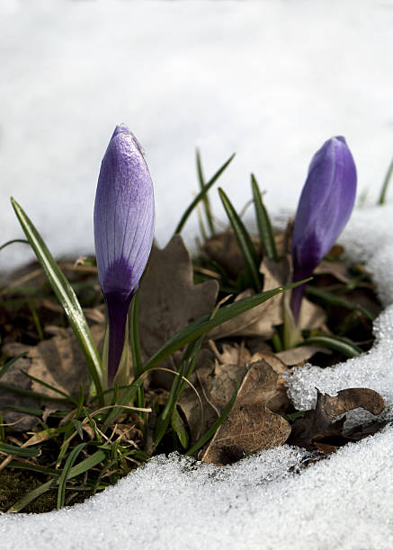 istock Crocus flower in the snow 637115712