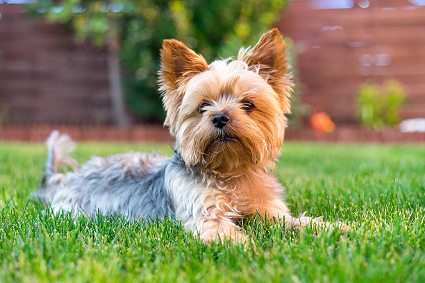 chien yorkshire terrier sur l'herbe verte - yorkshire photos et images de collection