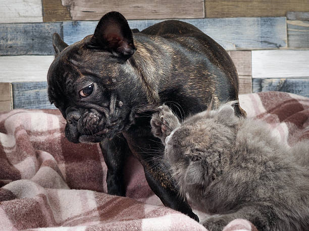 istock Attack of the cat on the dog. 637117542