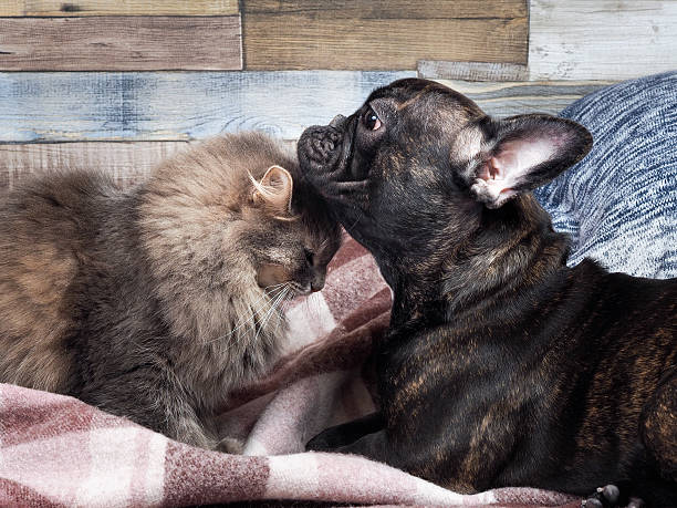 istock Cute cat and dog cuddling each other face 637117586