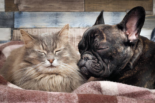 istock Cute cat and dog sleeping nearby. 637117640