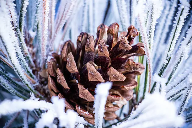 Found this beautiful fir cone embraced by the snow-covered blades of grass in a forrest located in Southern Bavaria.