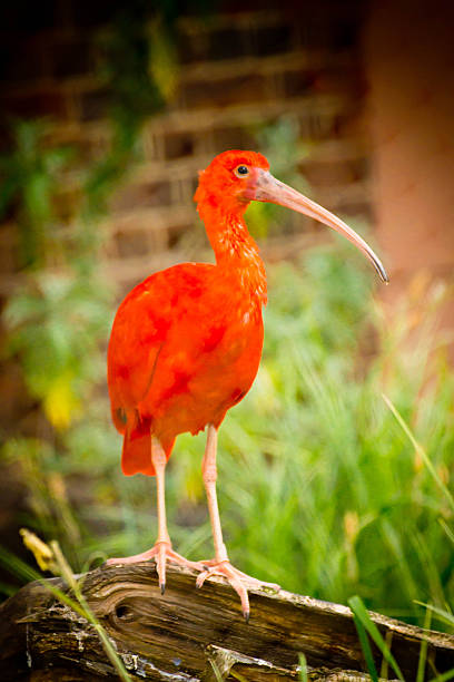 This shot shows a Scarlet Ibis on a log against a tree background.