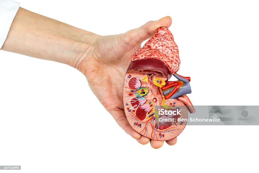 Female hand holds model of human kidney Female hand holds open model of human kidney isolated on white background. My wife is showing a longitudinal section, half of this artificial model of a human organ. The kidney filters the red blood for purification in our body. This model is used in high school for education. The students learn about biology and science. Kidney Failure Stock Photo