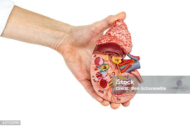 Female Hand Holds Model Of Human Kidney Stock Photo - Download Image Now - Kidney Failure, Anatomy, Biology