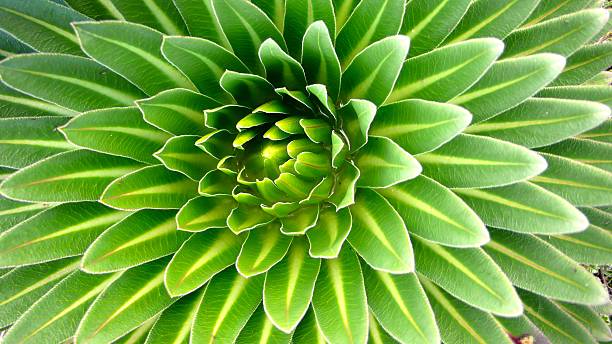 istock giant lobelia in detail 637122162