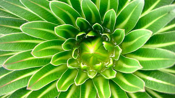 istock giant lobelia up close 637122268