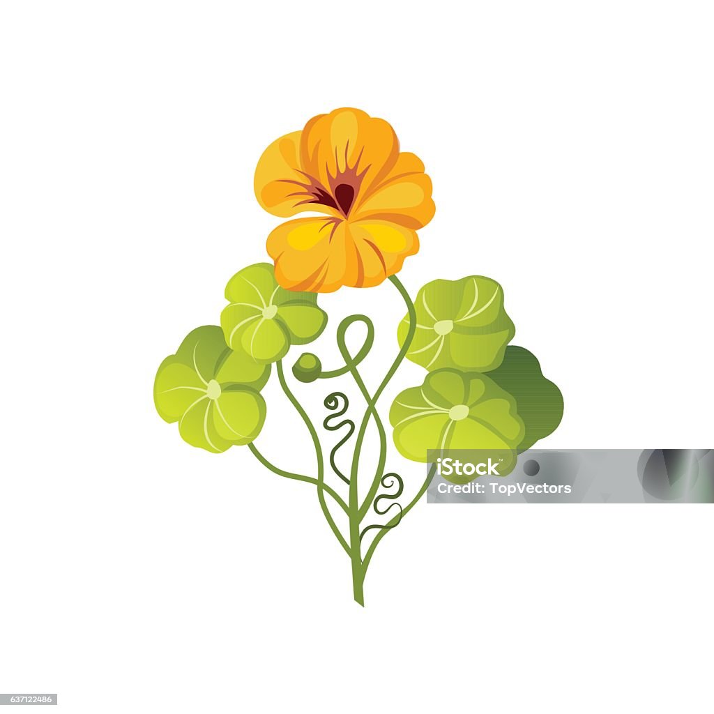 Nasturtium Wild Flower Hand Drawn Detailed Illustration Nasturtium Wild Flower Hand Drawn Detailed Illustration. Plant Realistic Artistic Drawing Isolated On White Background. Nasturtium stock vector