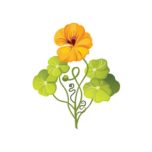 Nasturtium Wild Flower Hand Drawn Detailed Illustration Nasturtium Wild Flower Hand Drawn Detailed Illustration. Plant Realistic Artistic Drawing Isolated On White Background. nasturtium stock illustrations