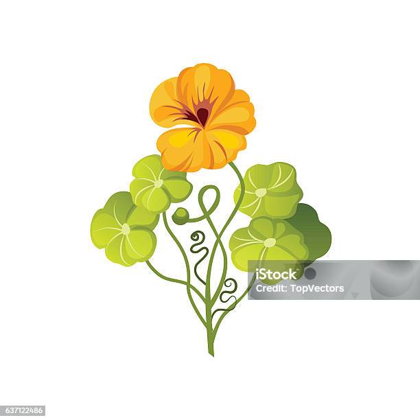 Nasturtium Wild Flower Hand Drawn Detailed Illustration Stock Illustration - Download Image Now