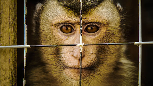 Caged Macaque Macaque held in captivity. animal welfare photos stock pictures, royalty-free photos & images