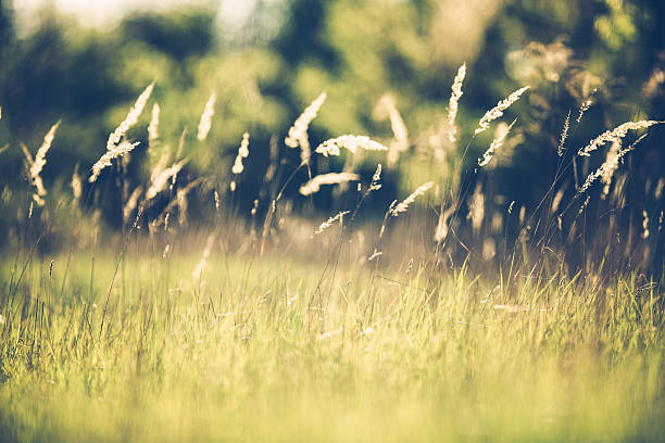 istock Wild grasses in summer on a wild meadow 637127250
