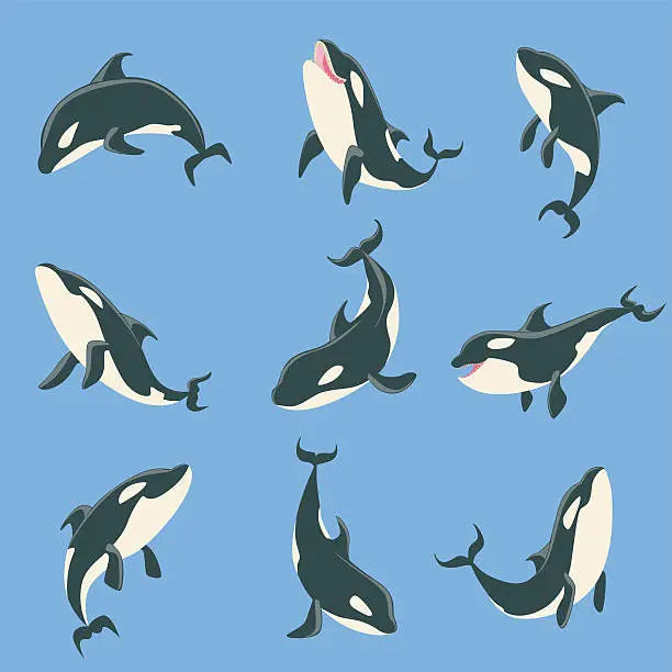 Vector illustration of Arctic Orca Whale Different Body Positions Set Of Illustrations.
