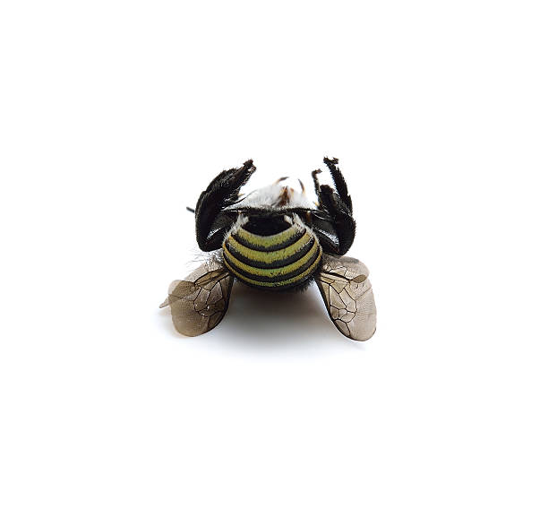 istock bee isolated on a white background photography 637127532