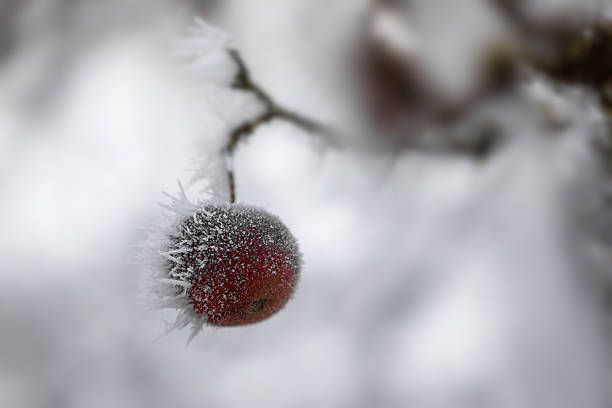 manzana helada - vergessen fotografías e imágenes de stock