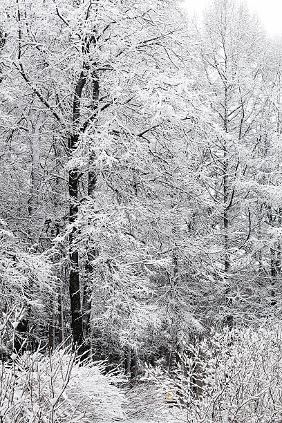 istock Trees in the snow on a winter day 637128618
