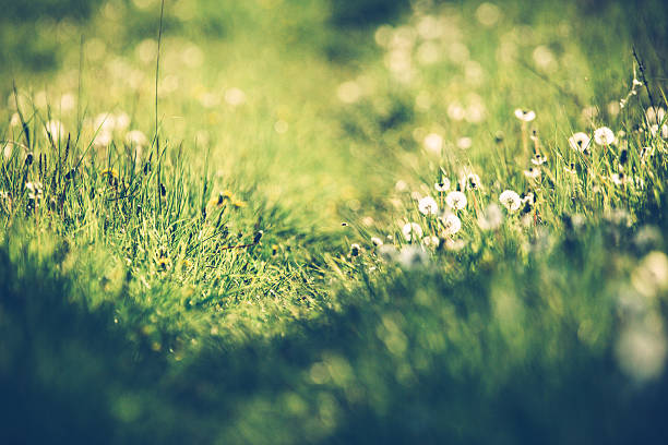 Dandelion in summer on a green meadow