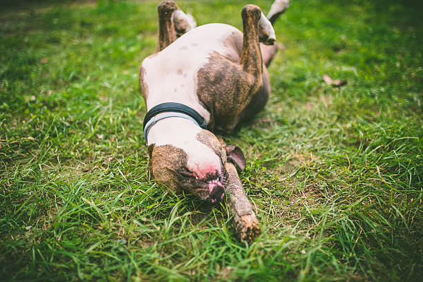 istock Beautiful Blue Pit Bull Sitting on Lush Green Grass 637132436