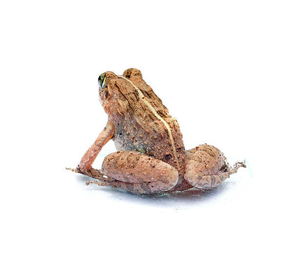 istock frog animal isolated on white background photography 637132546