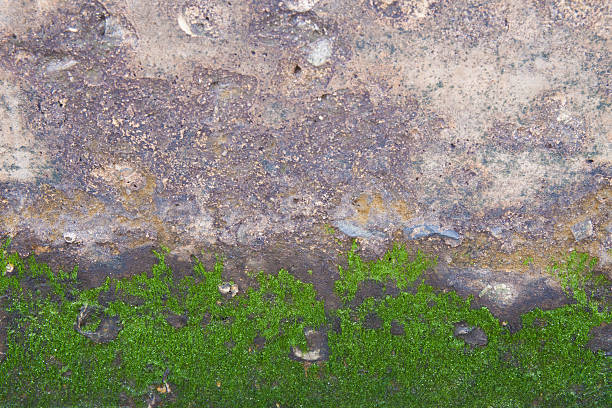 istock Dirty sand wall with green lichen background 637132686