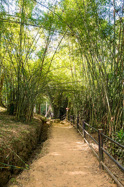 대나무 숲의 터널을 통과하는 통로 - footpath single lane road bamboo bamboo shoot 뉴스 사진 이미지