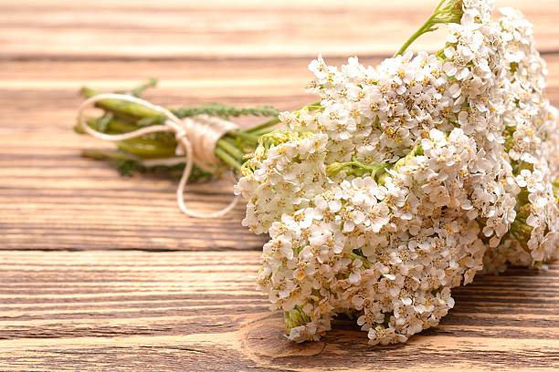 istock fresh yarrow flowers 637133924