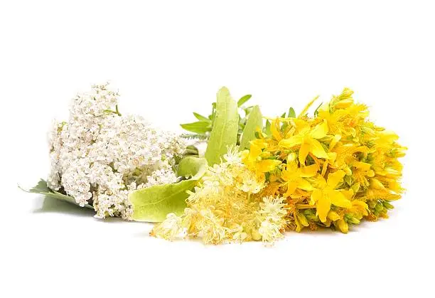 Hypericum flowers, linden flowers and yarrow flowers on white