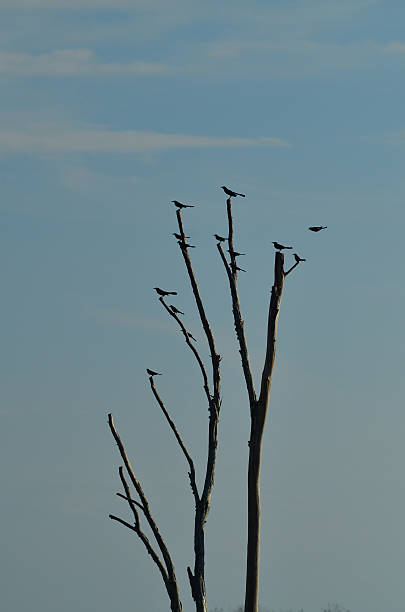 istock Perched flock of Boat-tailed Grackle facing in the same direction 637134964