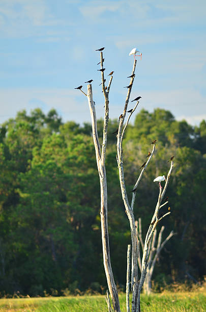 Boat-tailed Grackles and white ibis on dead tree
