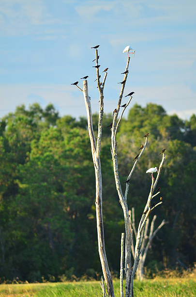 лодка хвостом grackles и белый ибис на мертвом дереве - quiscalus стоковые фото и изображения