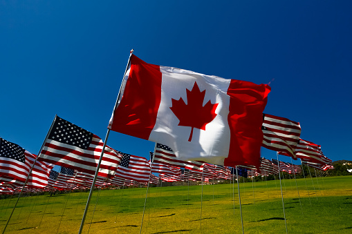 Flag of Canada flying in a field of American Flags.