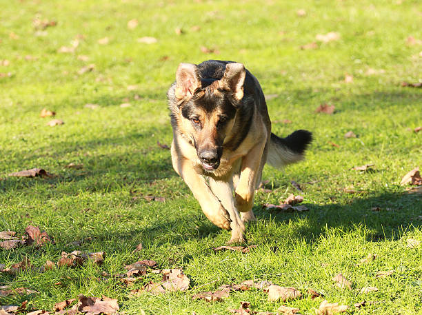 cão pastor alemão cão - sephardi imagens e fotografias de stock