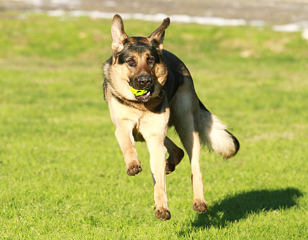perro pastor alemán  - german sheppard fotografías e imágenes de stock