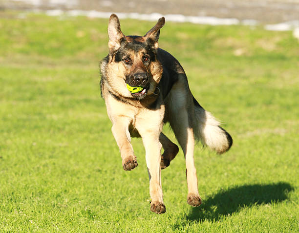 cão pastor alemão cão - sephardi imagens e fotografias de stock