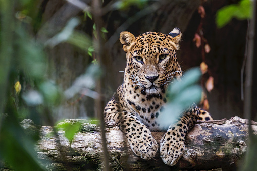 Leopardo de Ceilán acostado sobre un tronco de madera photo