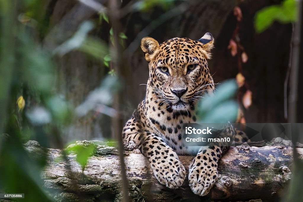 Leopardo de Ceilán acostado sobre un tronco de madera - Foto de stock de Sri Lanka libre de derechos