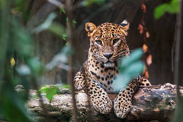 leopardo de ceilán acostado sobre un tronco de madera - panthers fotografías e imágenes de stock