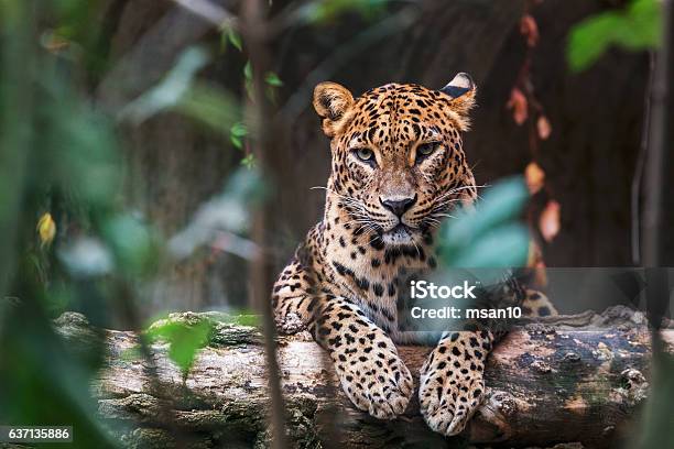 Leopardo De Ceilán Acostado Sobre Un Tronco De Madera Foto de stock y más banco de imágenes de Sri Lanka