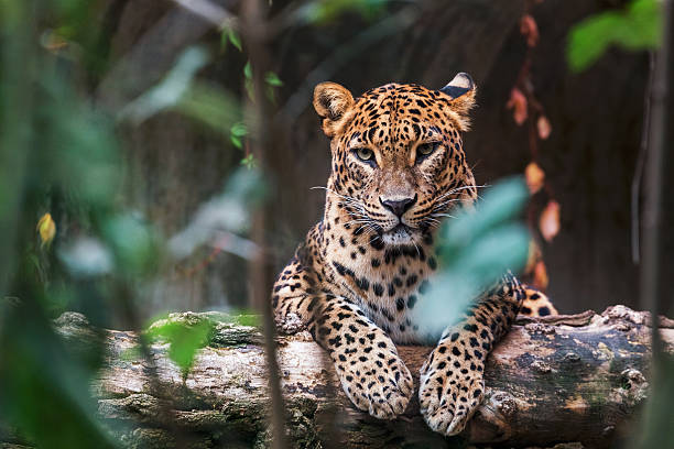 Ceylon leopard lying on a wooden log Ceylon leopard lying on a wooden log and looking straight ahead sri lanka stock pictures, royalty-free photos & images