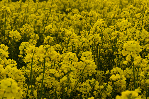 Oilseed Rape - known as Brassica napus scientifically - in flower