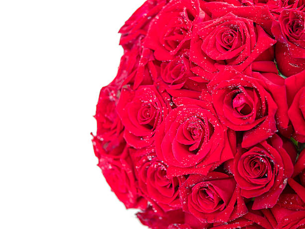 istock Closeup red rose with water dew drops 4 637137224